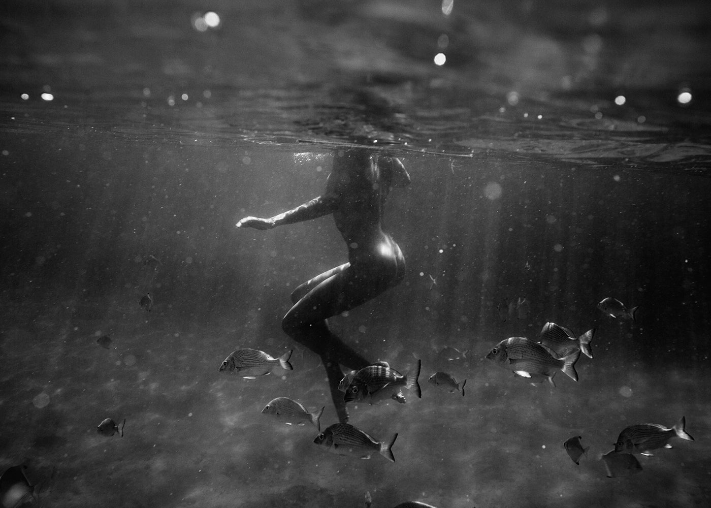 Still Waters #2 B&W by Francesca Owen showcases a black and white underwater scene of a person swimming amidst a school of fish. Sunlight beams filter through the water surface, creating a serene and ethereal atmosphere. The person appears to be gracefully floating, surrounded by fish swimming in various directions. Custom sizes and framing available.